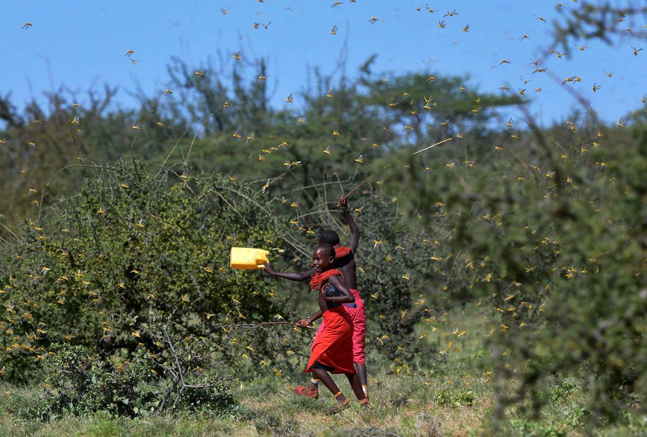Fotografija: Zdaj so v nevarnosti zlasti pašniki, marca pa bodo znova sadili rastline na polja. FOTO: AFP