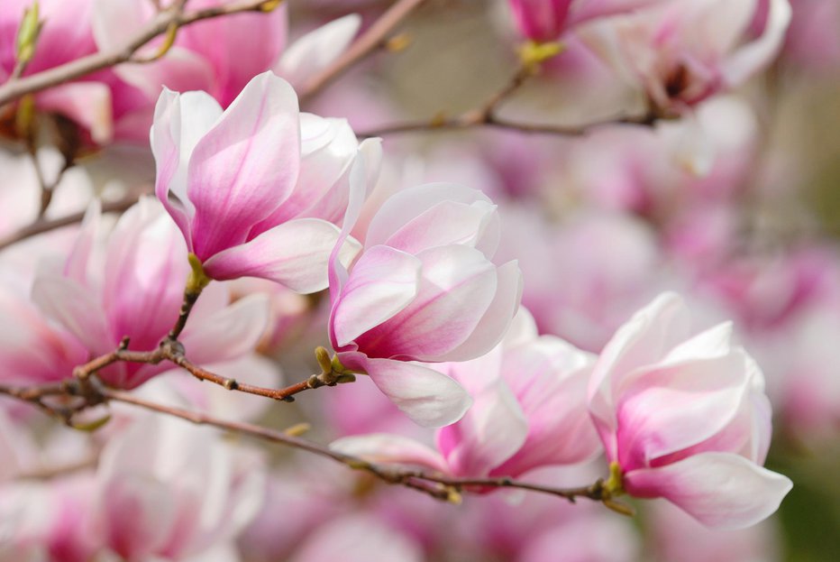 Fotografija: Čudovita magnolija. FOTO: Jorgeantonio, Getty Images
