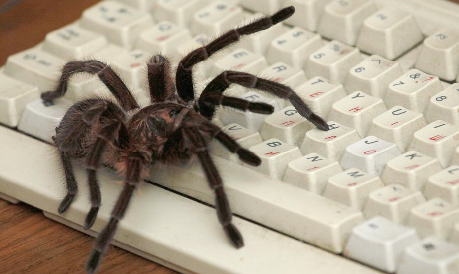 Fotografija: V Sloveniji živi 745 vrst pajkov. Vsi so strupeni, a nenavarni za človeka.  FOTO: Reuters Pictures

