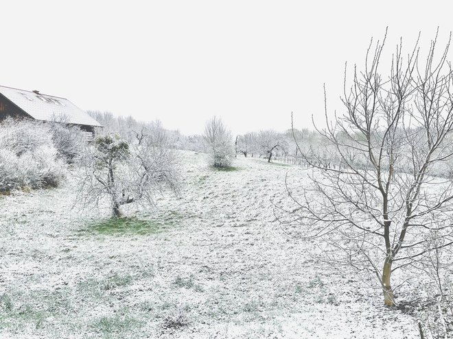 Sneg na Kozjanskem FOTO: Bralec Darko

