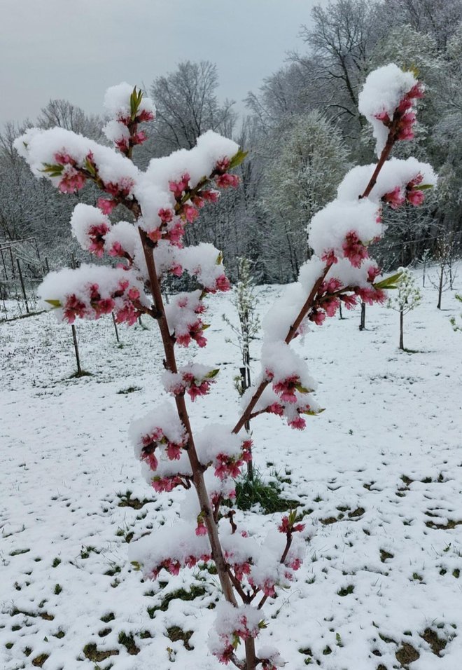 Cvetje v snegu. Rakovci, Sv. Tomaž pri Ormožu. FOTO: Bralka Simona
