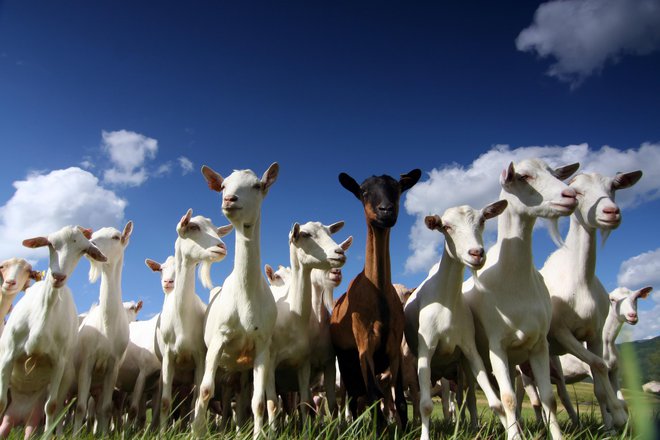 V zadnjih dvajsetih letih je naraslo število kmetij, ki se ukvarjajo z ovčerejo ali kozjerejo. FOTO: Sebastianknight/Getty Images
