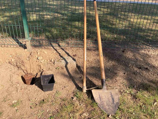 Lopata in motika sta bili nujna pripomočka pri sajenju.

FOTO: Borut Ambrožič
