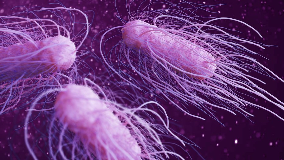 Fotografija: 3D-ilustracija salmonele. FOTO: urfinguss, Getty Images
