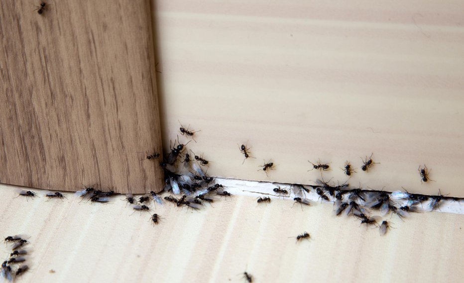 Fotografija: Mravlje se izogibajo meti, kisu in cimetu. FOTO: Cherkas/gettyimages
