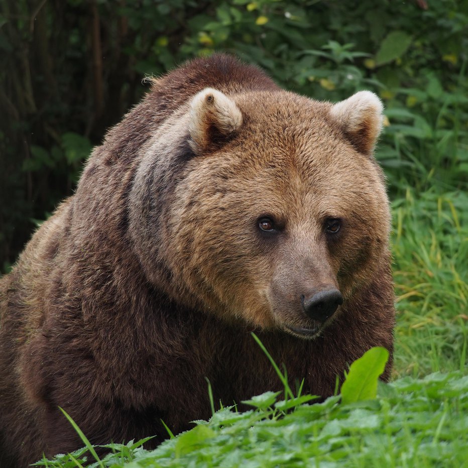 Fotografija: V Pirenejih tudi po zaslugi naših kosmatincev narašča populacija medvedov.
FOTO: WIKIMEDIA.COMONS
