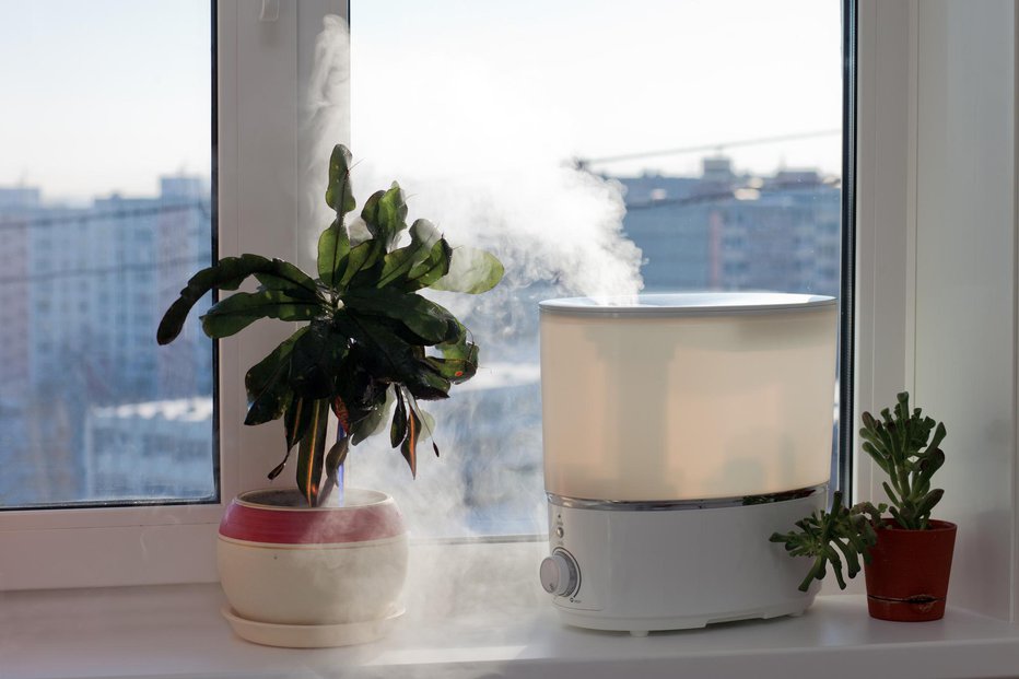 Fotografija: Rastline nam bodo pokazale, da je zrak presuh. FOTO: Yocamon/Getty Images
