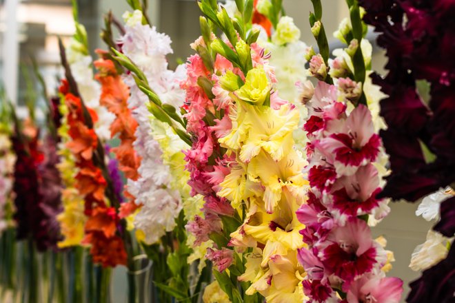 Gladiole so zelo enostavne za gojenje in cenjene tudi kot rezano cvetje. FOTO: Jurgute/Getty Images
