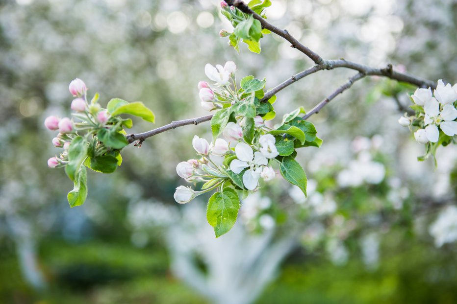 Fotografija: Jablane na zgodnejših legah so v fazi začetka cvetenja. FOTO: Nuclear_lily/Getty Images
