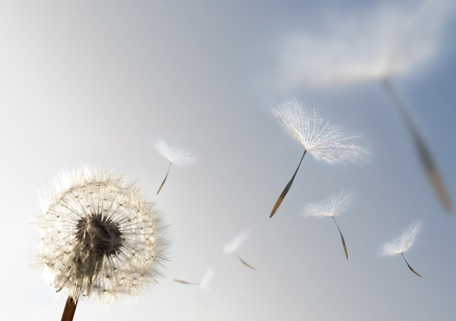 Fotografija: A Dandelion blowing seeds in the wind.