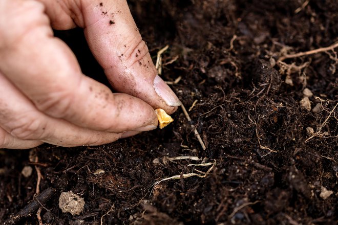 Če so tla suha, semena posejemo v globino od 4 do 6 cm. FOTO: Miriam-doerr/Getty Images
