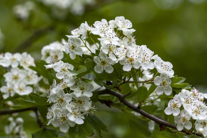 Glog ima ljubke bele cvetove. FOTO: Guy-ozenne/Getty Images
