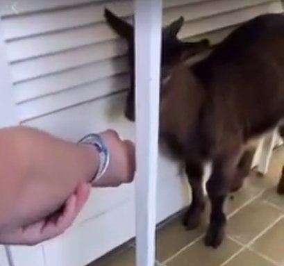 Eden od videoposnetkov prikazuje tudi kozo, ki naj bi jo mladci ukradli in zadrževali v apartmaju. FOTO: Posnetek zaslona
