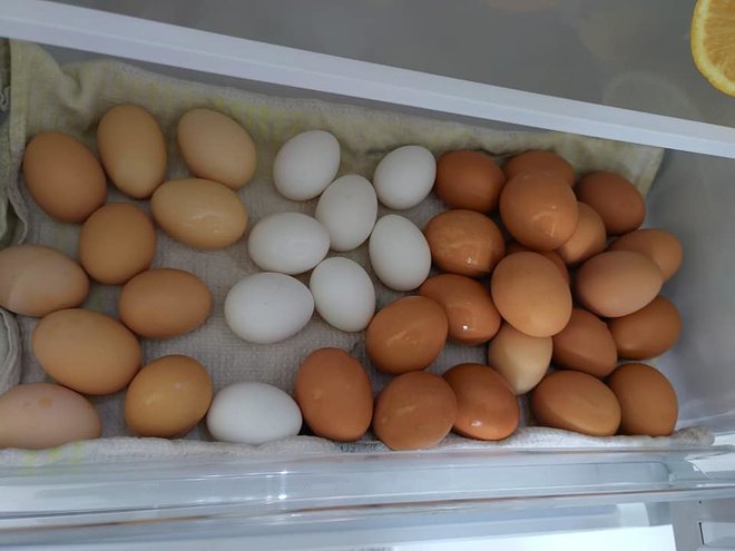 Dnevni izkupiček jajc je pripravljen za oddajo. FOTO: osebni arhiv
