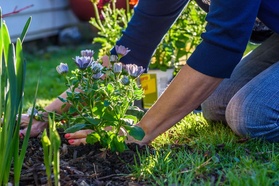 Fotografija: Vrtnarjenje je zdrav in koristen hobi. FOTO: Davidprahl, Getty Images
