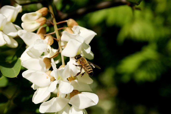 Cvetovi akacije imajo močan, opojen vonj in privabljajo čebele. FOTO: Nazar Prosovych/Getty Images
