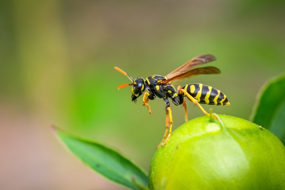 Fotografija: Do čebel smo navadno veliko bolj prijazni, ose pa nam na vrtu parajo živce. FOTO: Luc Pouliot, Shutterstock
