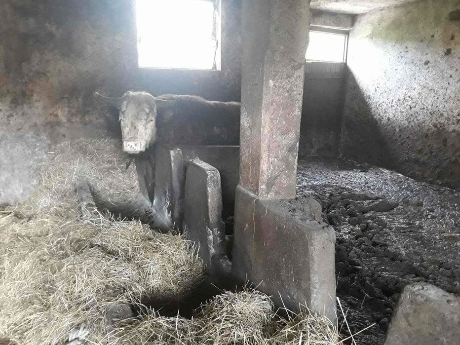 Fotografija: Podobne razmere, v katerih so biki hirali v lastnih iztrebkih, so inšpektorji odkrili pri Trebnjem leta 2019.
