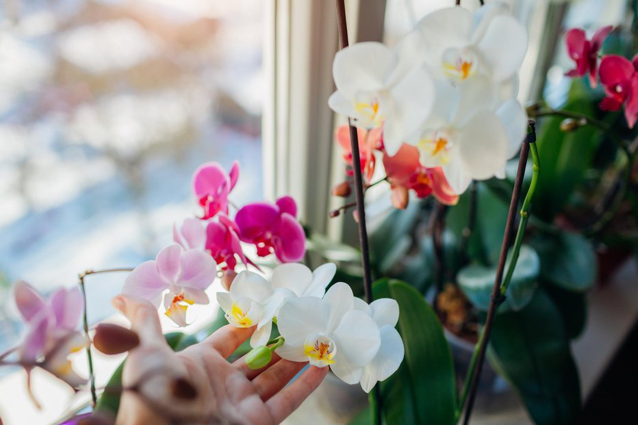 Fotografija: Cvetenje orhidej spodbuja zeleni čaj. FOTO: Maryviolet, Getty Images
