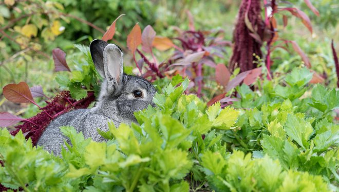 Ovira za zajčke in jazbece je lahko nižja ograja. FOTO: Coramueller/Getty Images
