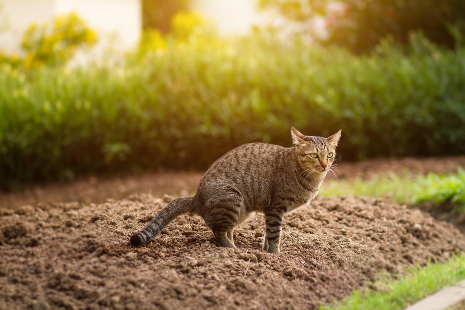 Fotografija: Mačke na vrtu niso zaželene gostje. FOTO: Thinnapob/Getty Images
