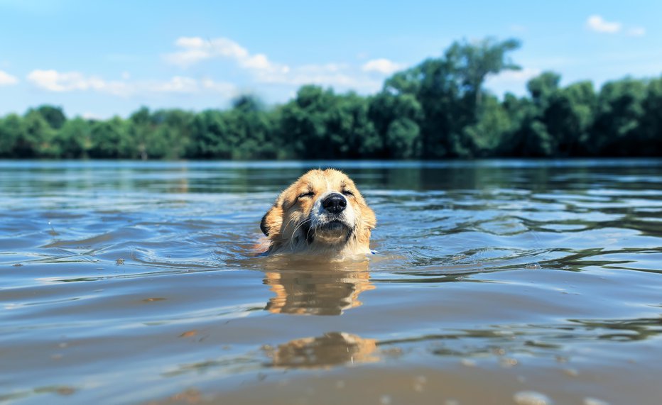 Fotografija: Plavanje je prijetna poletna rekreacija. FOTO: Nataba/Getty Images
