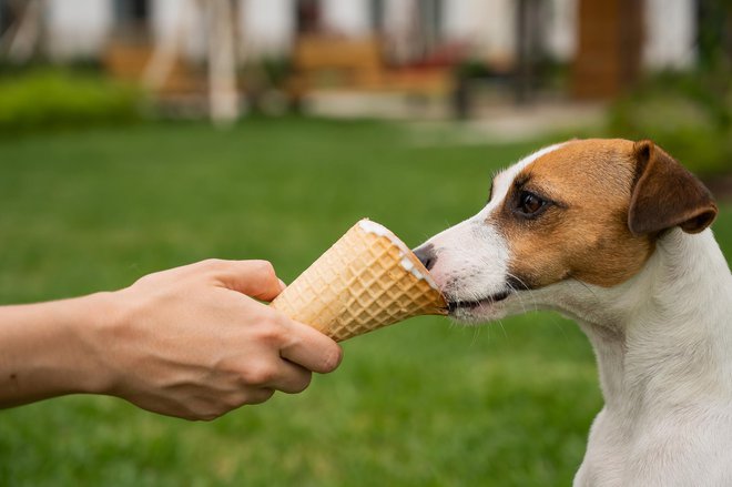 Ponudimo mu pasji sladoled. FOTO: Inside-studio/Getty Images

