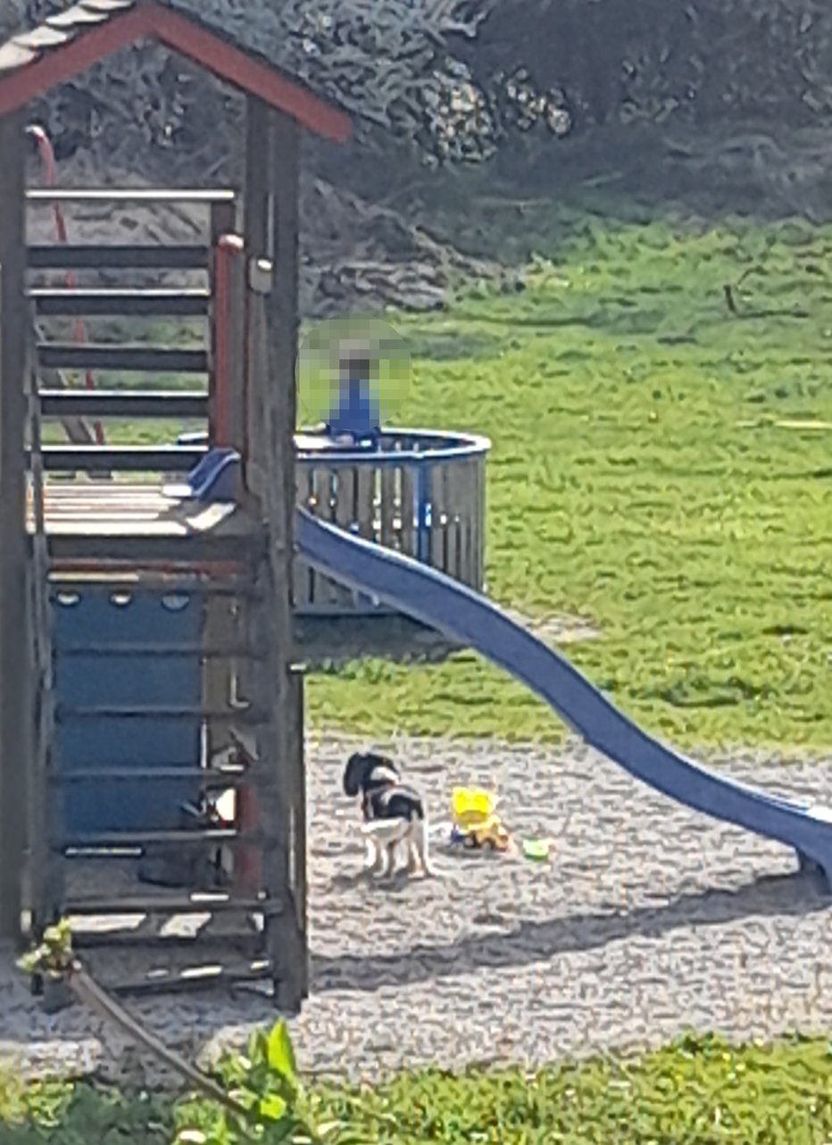 Fotografija: Nekateri svoje pse pustijo na otroškem igrišču brez nadzora. Poskrbite, da po vašem obisku za njimi ne ostanejo iztrebki. FOTO: Bralka poročevalka
