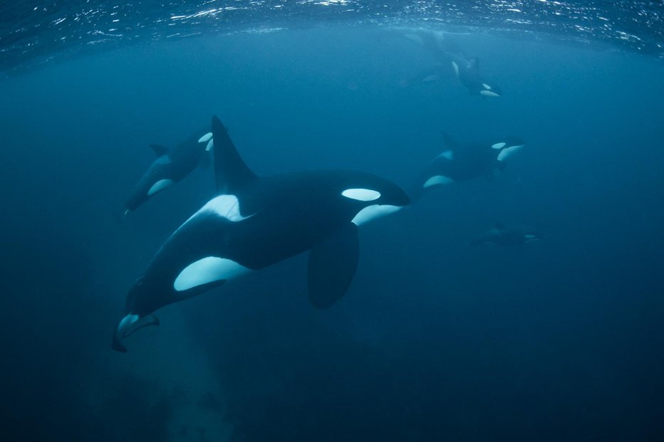 Fotografija: Naravovarstveniki so, ko so orko opazili v reki, opozorili, da je njeno življenje ogroženo. FOTO: Rasmus-raahauge Getty Images/istockphoto

