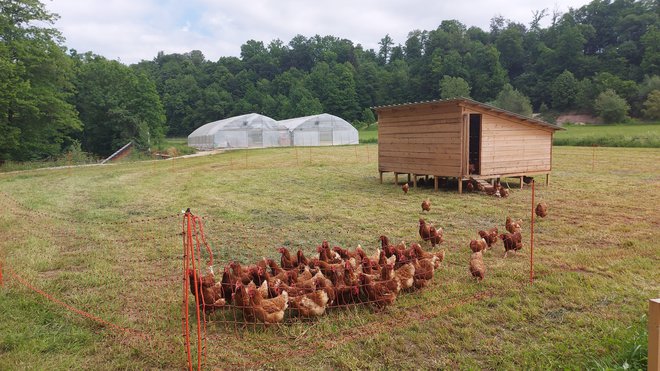 Farma v družbi (sosedovih) kokoši FOTO: Špela Ankele
