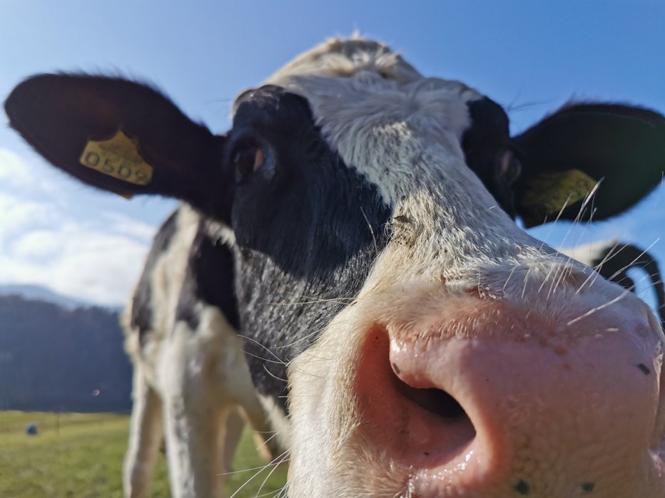 Fotografija: Z mlekom in manj kravami za domovino z dvoličnostjo in alkoholom naprej. FOTO: ARHIV SLOVENSKIH NOVIC
