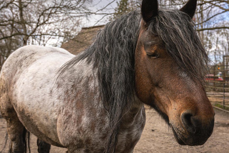 Fotografija: Poginili so trije konji. FOTO: Puhimec, Getty Images
