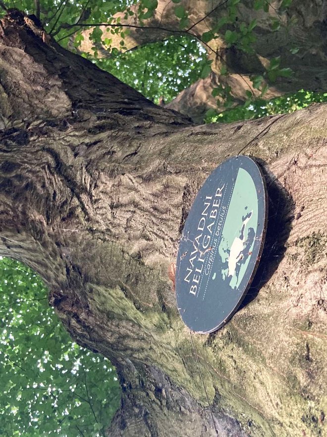 Drevesa v mariborskem Mestnem parku so skozi njegovo 150-letno zgodovino doživela več načinov označitve.
