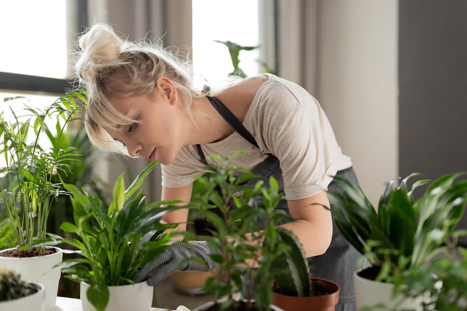 Fotografija: Sobne rastline ohranjajo energijo doma nabito, jasno in zdravo. FOTO: Deniskomarov, Getty Images