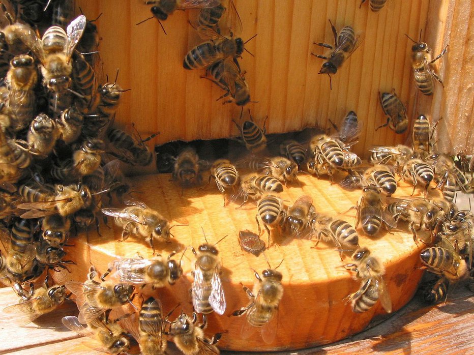 Fotografija: Usodni so bili čebelji piki. FOTO: Primož Hieng
 
