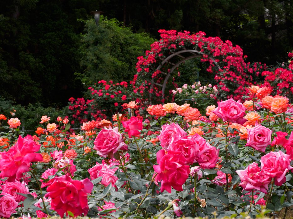 Fotografija: Vrtnice so cvetovi poletja. FOTO: Wako Megumi/Getty Images
