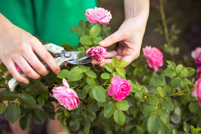 Sprotno odstranjevanje odcvetelih cvetov spodbuja nastajanje novih popkov. FOTO: Olgaponomarenko/Getty Images
