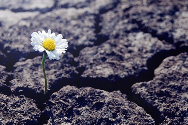 Do leta 2050 bi lahko sušna območja pokrivala od 50 do 60 odstotkov zemljišč. FOTO: Nadya So/Getty Images
