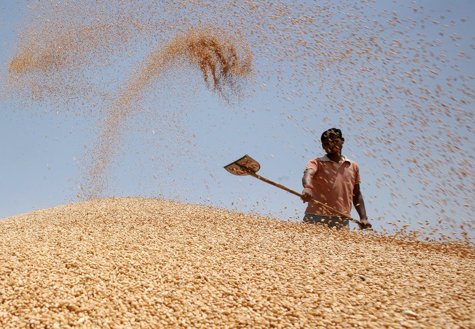 Fotografija: Indija, ena največjih svetovnih proizvajalk pšenice, omejuje njen izvoz zaradi vojne v Ukrajini. FOTO: MUNISH SHARMA/reuters

