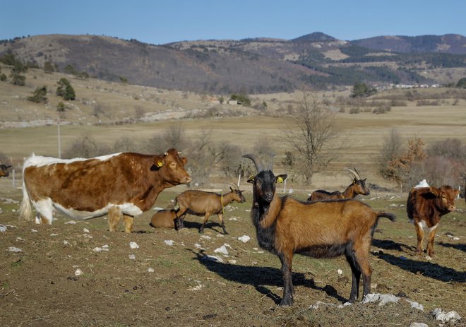 Ekološko kmetovanje je prihodnost slovenskega kmetijstva. FOTO: JOŽE SUHADOLNIK
