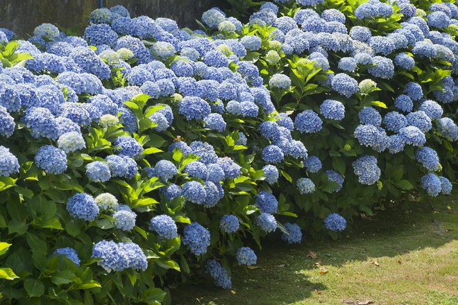 V zemlji s pH-vrednostjo, nižjo od 5,5, hortenzije zacvetijo modro. FOTO: Percds/Getty Images
