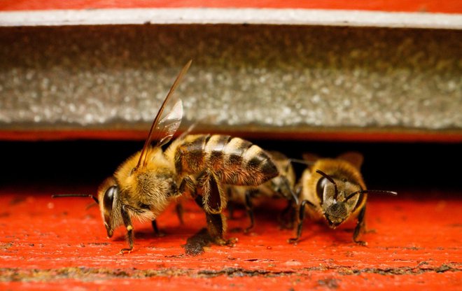 Saj marsikdo vé, da se slovenska država ukvarja zlasti sama s sabo in nima časa za čebele! Čebele to hudo prekleto vedo. FOTO: REUTERS
