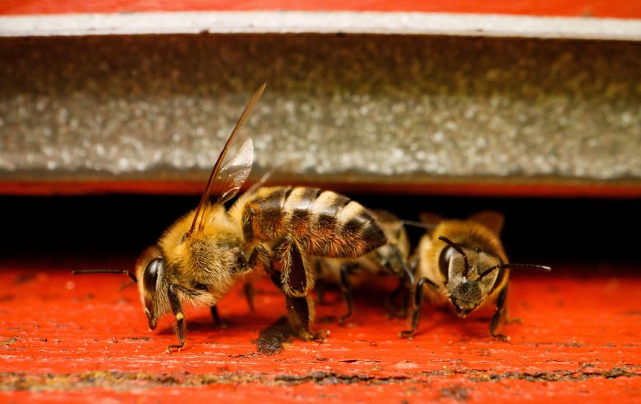 Fotografija: Saj marsikdo vé, da se slovenska država ukvarja zlasti sama s sabo in nima časa za čebele! Čebele to hudo prekleto vedo. FOTO: REUTERS
