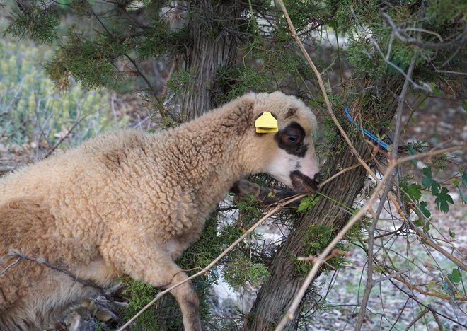 V neokrnjeni naravi Paga pridelujejo ovčji paški sir in jagnjetino. FOTO: Happy Window, Getty Images
