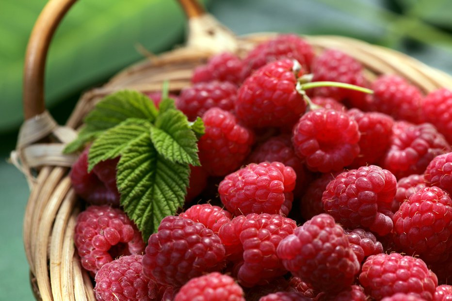 Fotografija: Maline niso samo okusne, so tudi izredno zdrave. FOTO: Shulevskyy Volodymyr, Shutterstock
