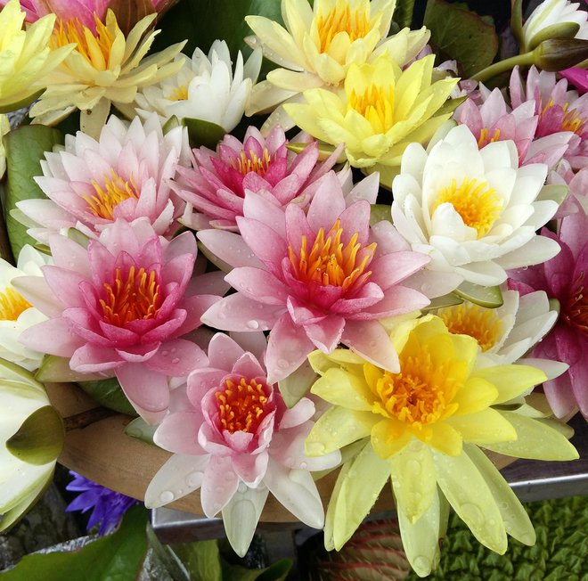 Ponekod po svetu so zelo priljubljeni tudi kot rezano cvetje. FOTO: Studio2013/getty Images
