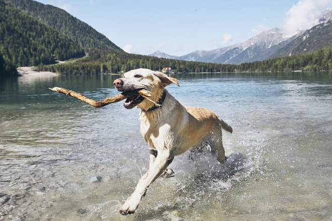 Le guide principal devrait être un encouragement positif.  PHOTO : Chalabala, Getty Images