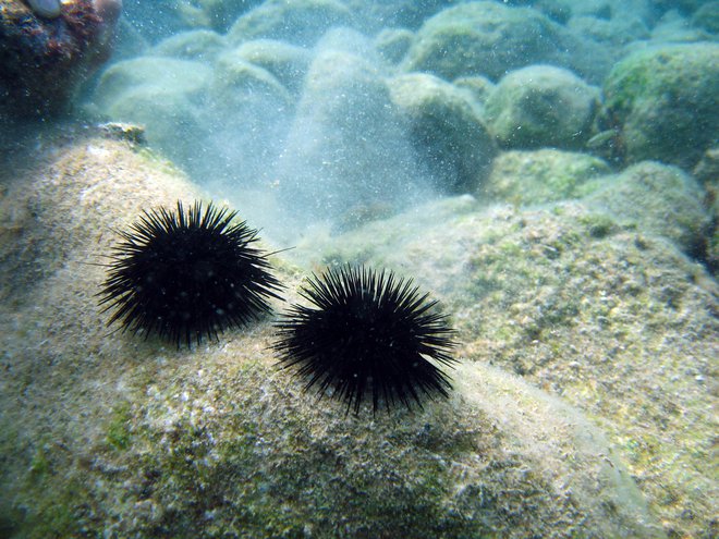 Iglice morskega ježka so krhke. FOTO: Valdas Jarutis, Getty images
