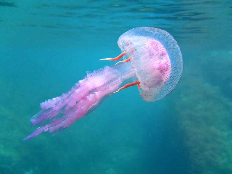 Fotografija: Ožig meduze ni prijetna izkušnja. FOTO: Damocean, Getty images
