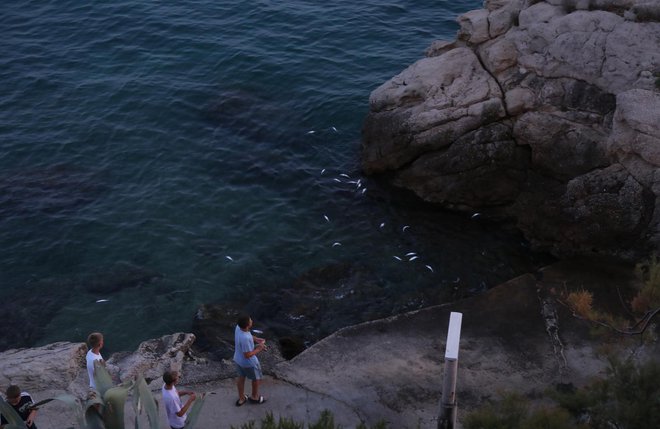Pri Splitu je poginilo veliko število rib. FOTO: Ivo Cagalj/Pixsell
